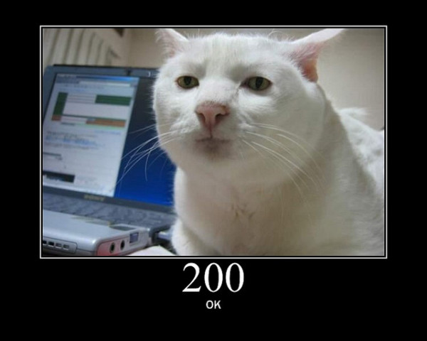 200 OK Cat